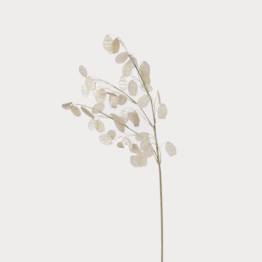 Close-up of Honesty Stem showcasing its transparent pods and delicate structure.