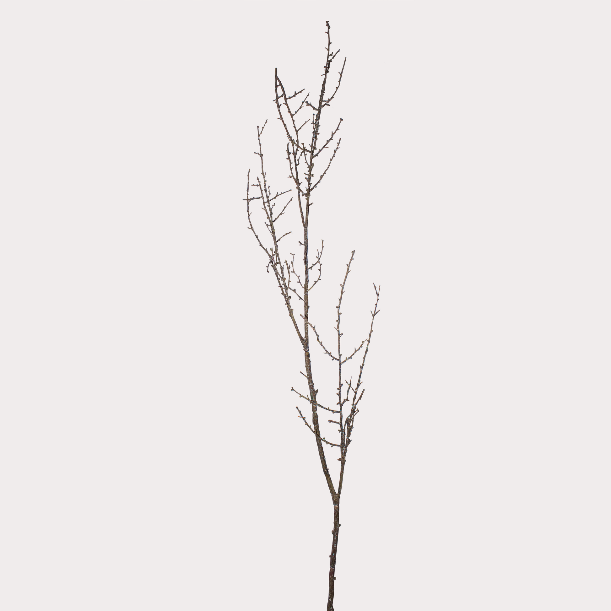 Multiple artificial Twig Stems arranged together, creating a minimalist decorative statement.